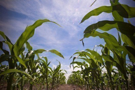 800px-In_the_corn_field