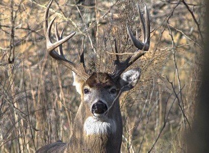 Whitetail_Deer640