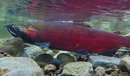 Divided Supreme Court reaffirms salmon culvert decision