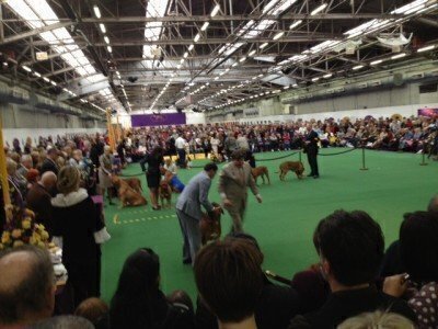 westminster dog show