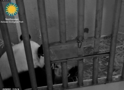 The popular Pandacam pandacam