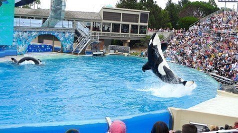 whale
